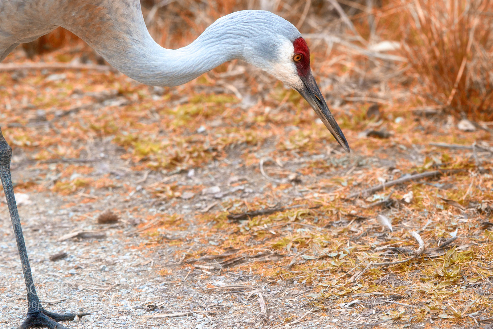 Nikon D800 sample photo. Sandhill crane photography