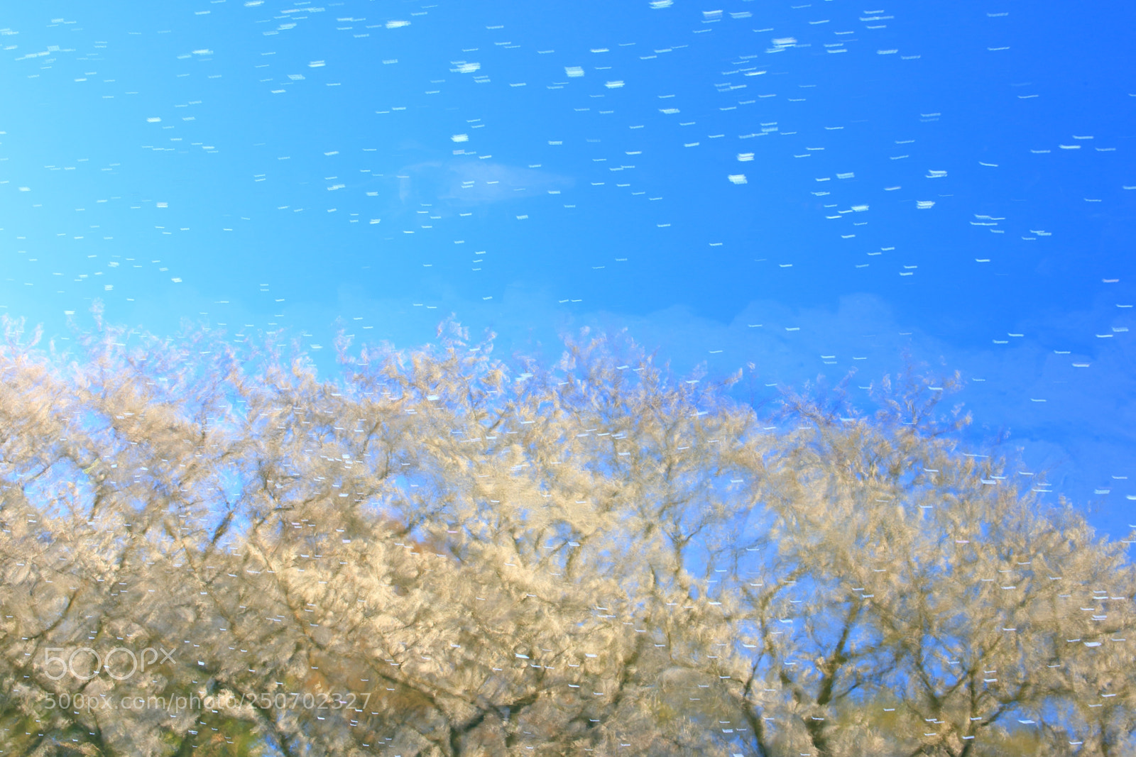 Canon EOS 7D Mark II sample photo. Sakura fubuki photography