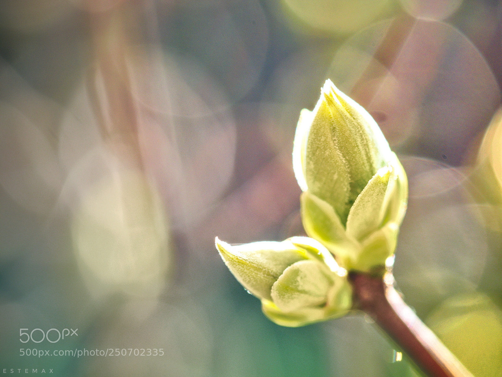 Olympus OM-D E-M1 sample photo. Welcome back dear lilacs photography