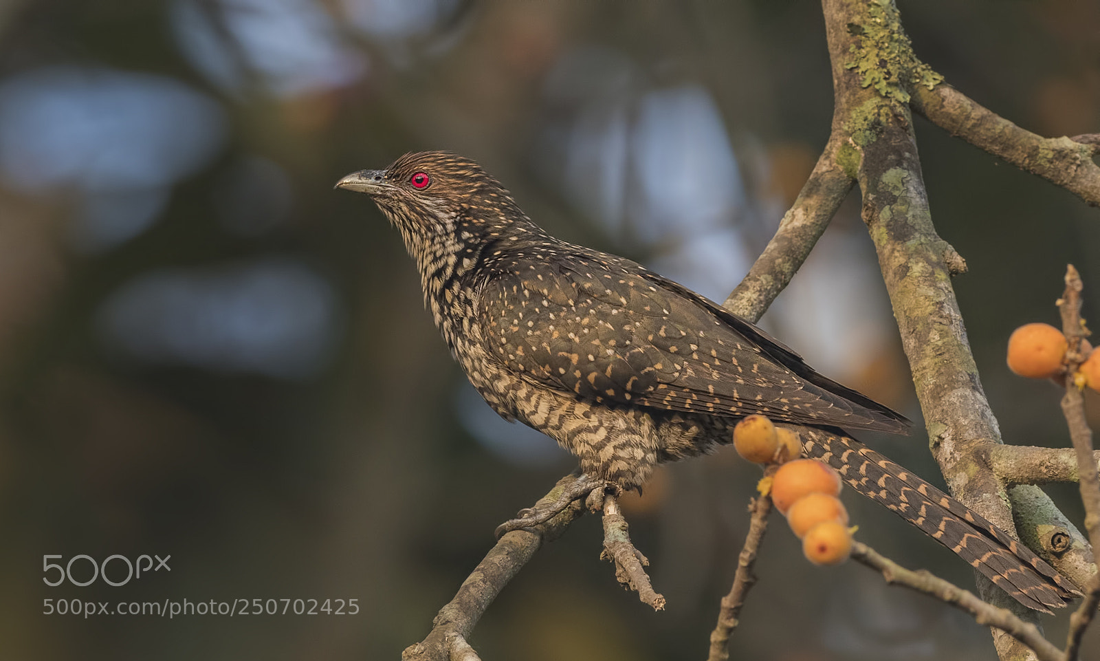 Nikon D500 sample photo. Asian koel female photography