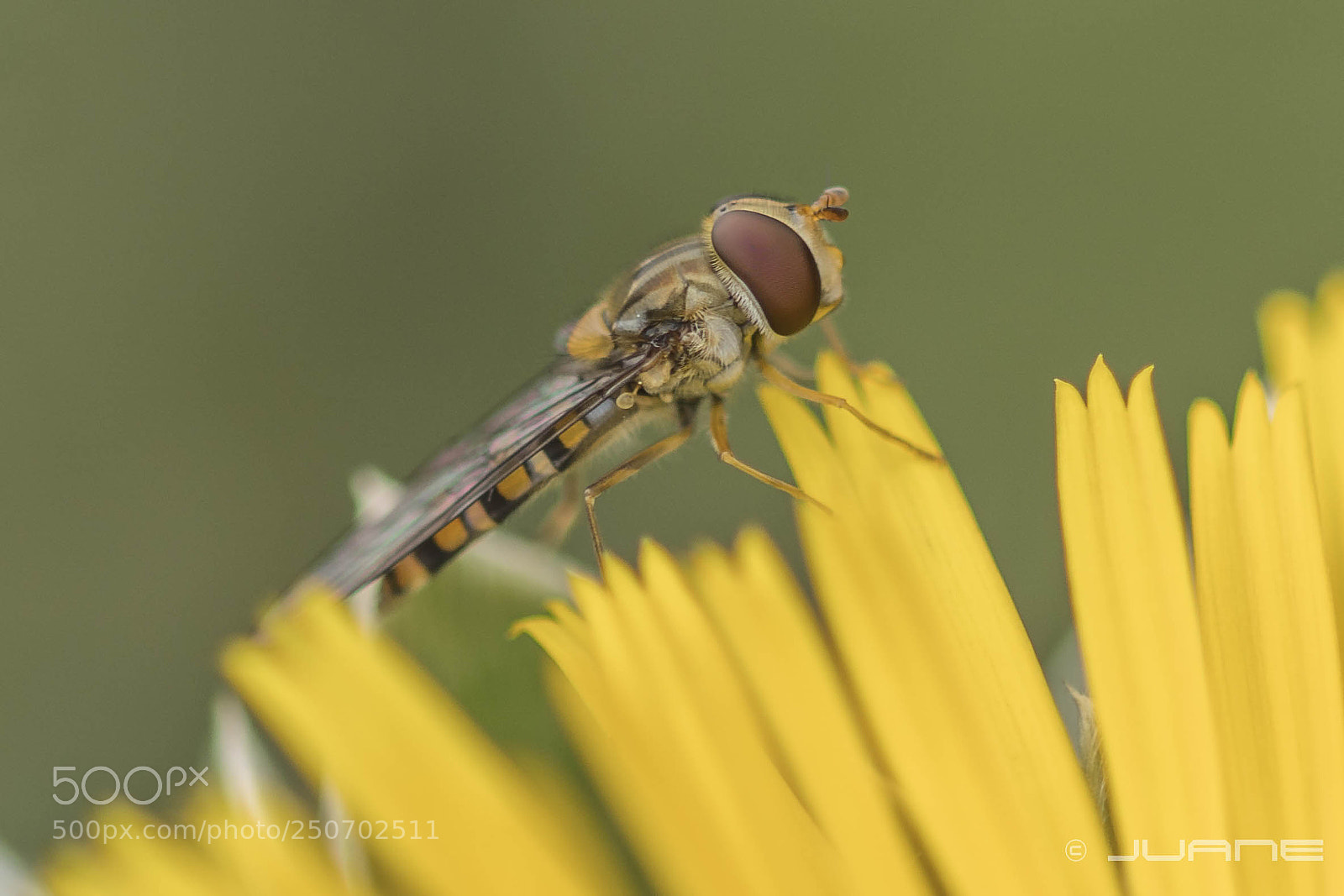 Sony a6300 sample photo. Episyrphus balteatus. photography
