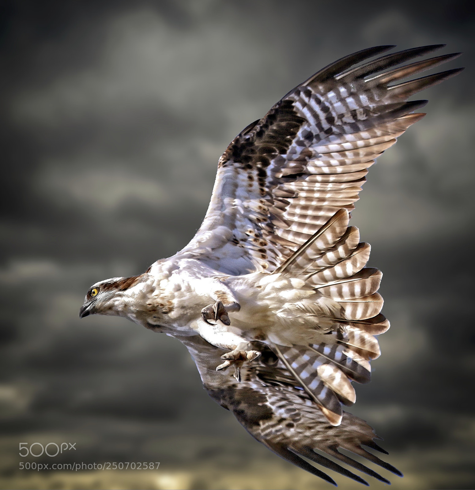 Canon EOS 70D sample photo. Osprey closing in on photography