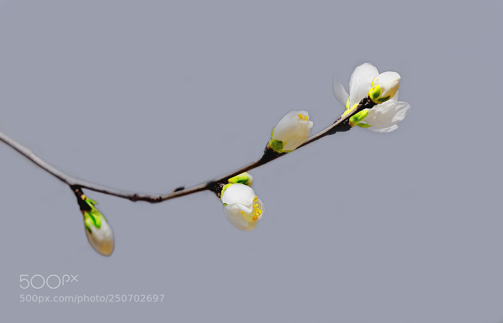 Canon EOS-1D X Mark II sample photo. 山桃花 photography