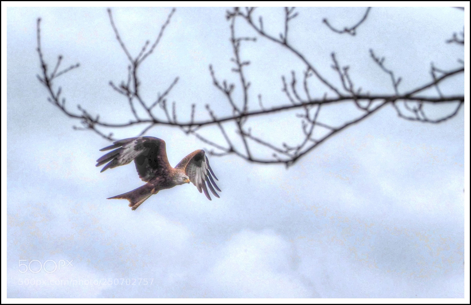 Olympus OM-D E-M1 Mark II sample photo. Auf futtersuche photography
