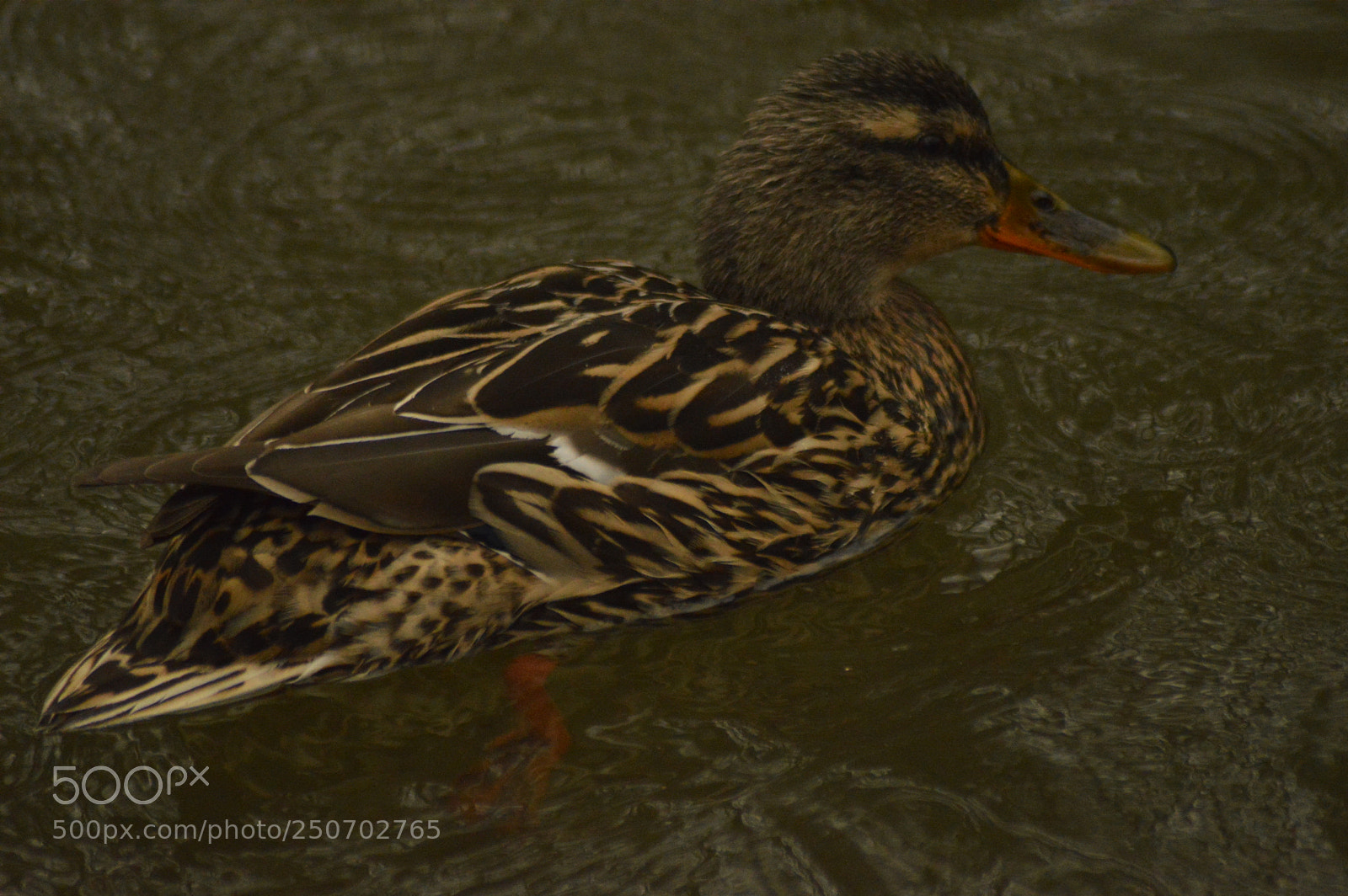 Nikon D3200 sample photo. Duck swimming in water photography