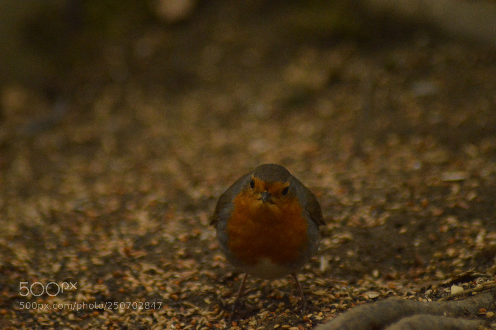 Nikon D3200 sample photo. Robin on the ground photography