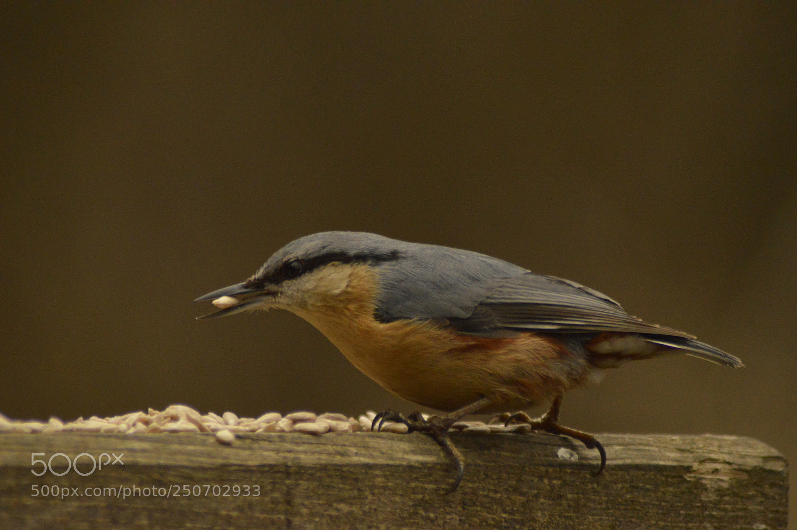 Nikon D3200 sample photo. Nuthatch eating food photography