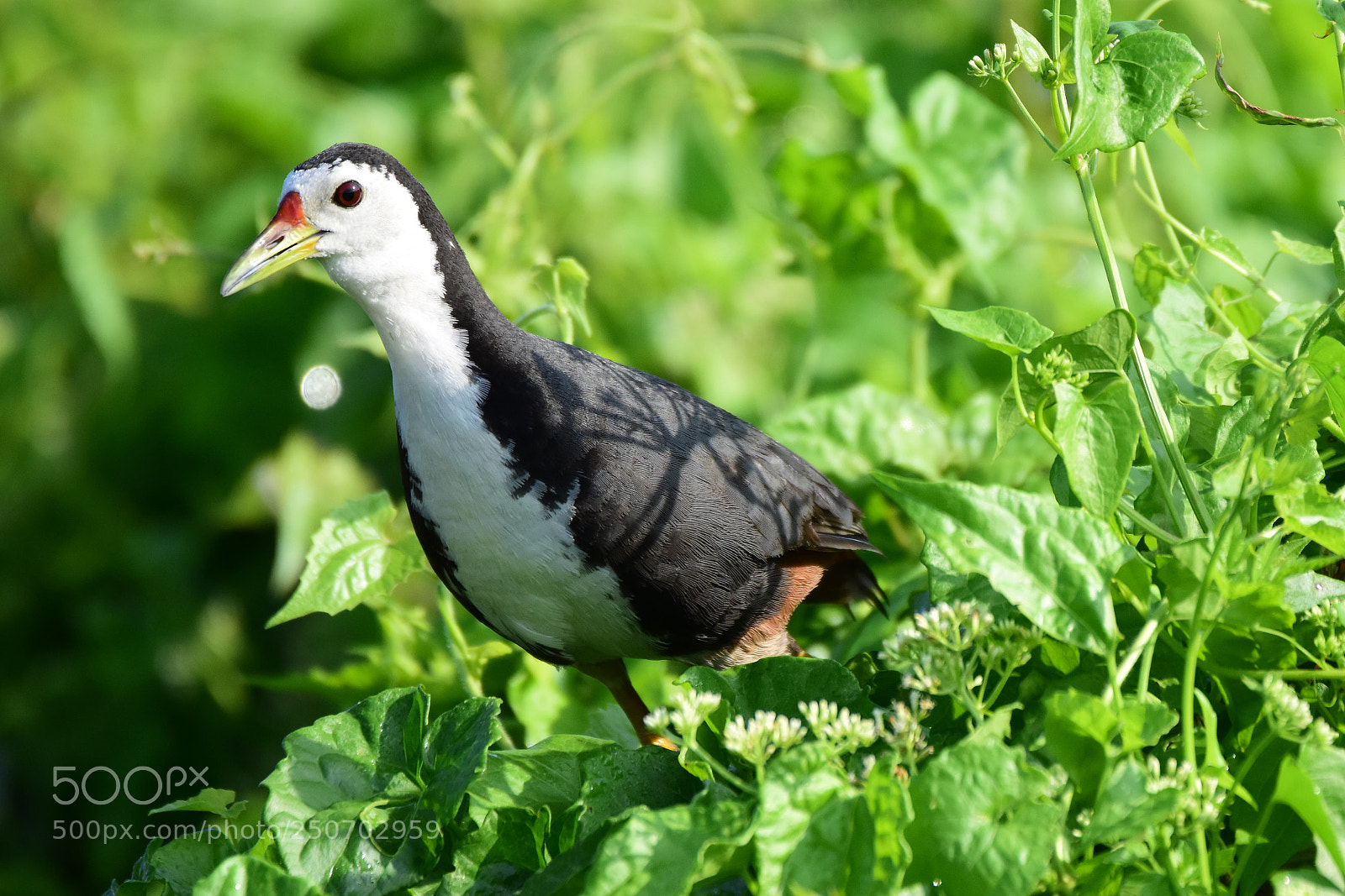 Nikon D7200 sample photo. White breasted waterhen (dsc_5409) photography