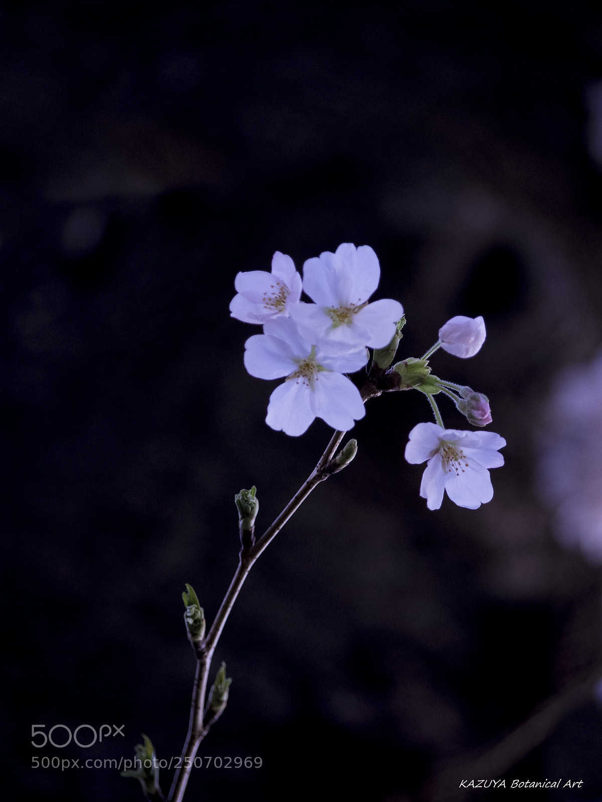 Pentax K-3 II sample photo. Someiyoshino photography