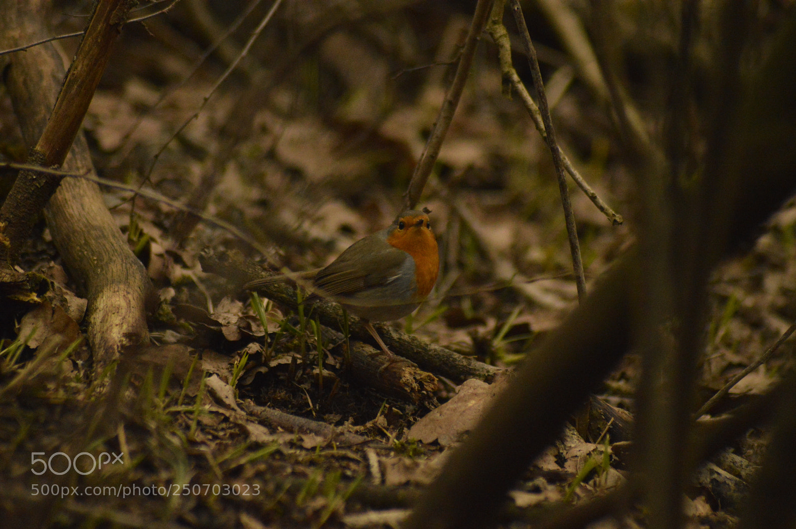 Nikon D3200 sample photo. Robin in the grass photography