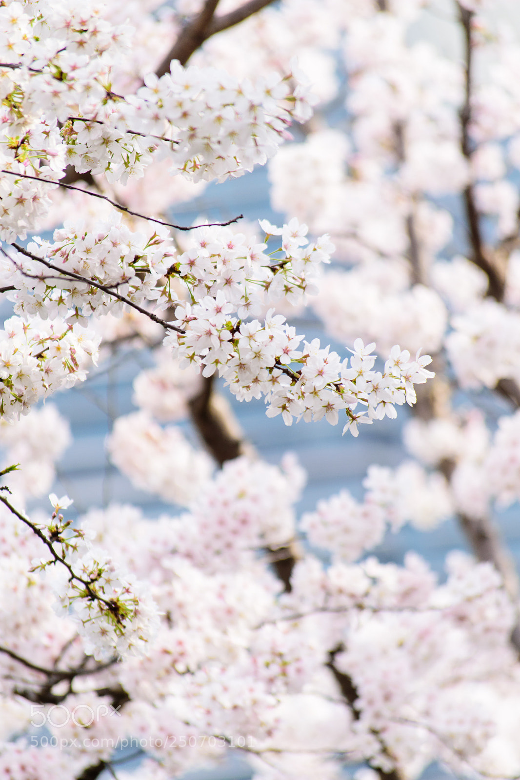 Nikon D5500 sample photo. Sakura sakura photography