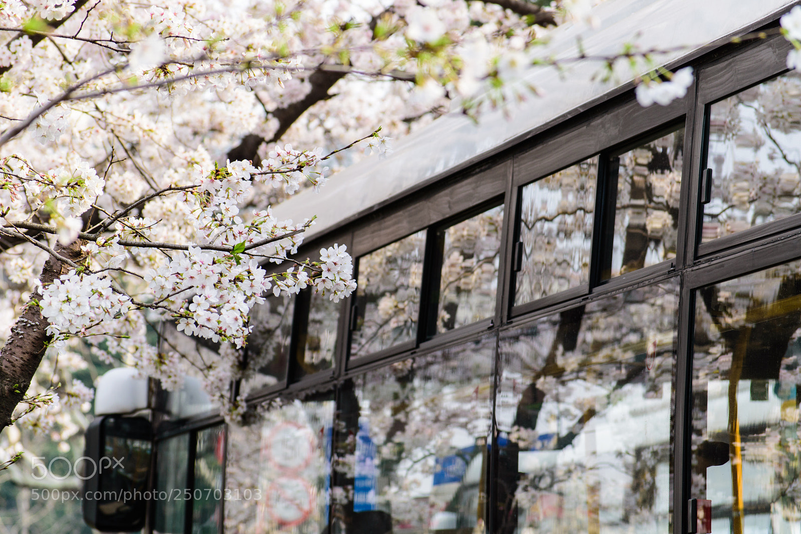 Nikon D5500 sample photo. Sakura station photography