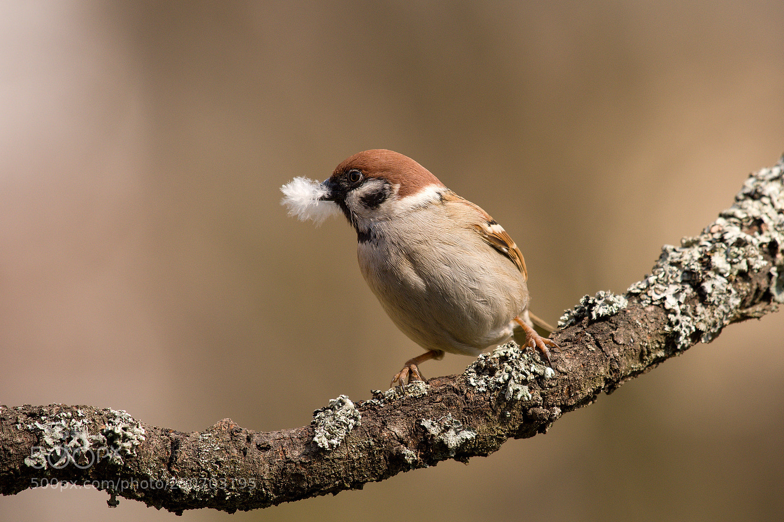 Nikon D500 sample photo. Sparrow photography