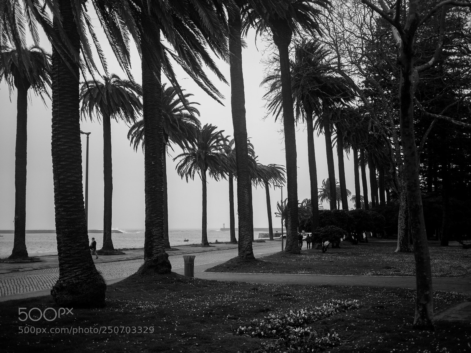 Panasonic Lumix DMC-GX7 sample photo. Palms in winter photography