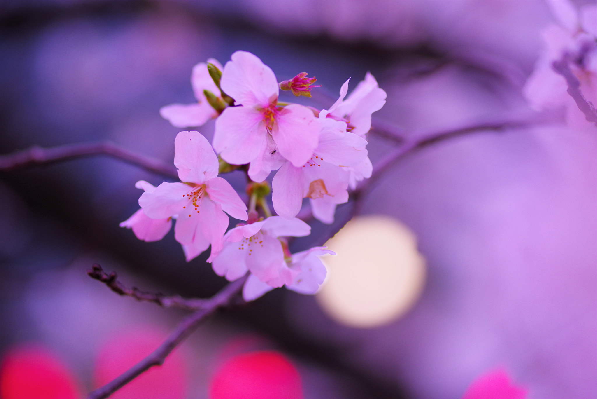 Pentax K-1 + Pentax smc D-FA 100mm F2.8 Macro WR sample photo. Imgp photography