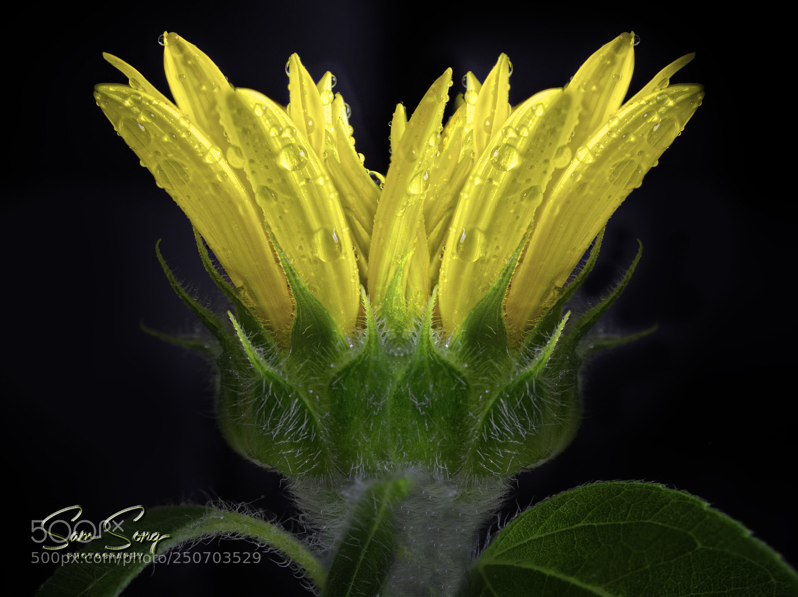 Olympus OM-D E-M10 III sample photo. Sunflower bud photography
