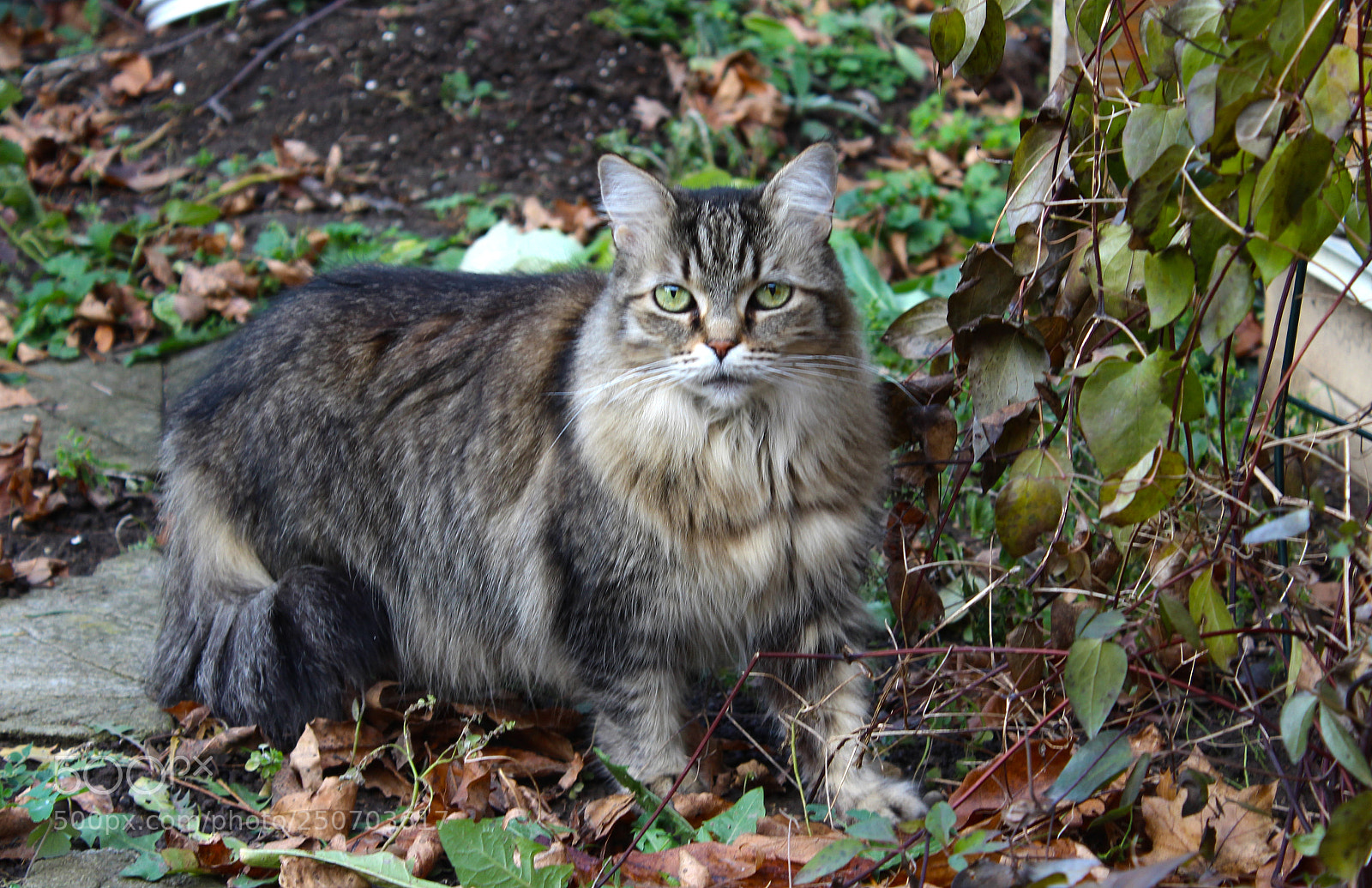 Canon EOS 1200D (EOS Rebel T5 / EOS Kiss X70 / EOS Hi) sample photo. Tiny hunter photography