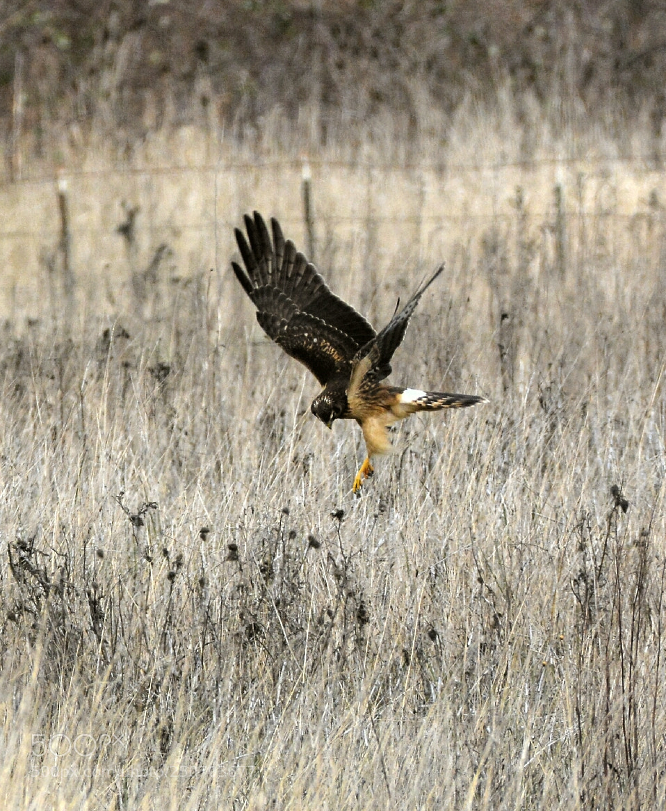 Nikon D7100 sample photo. Harrier spotting prey photography
