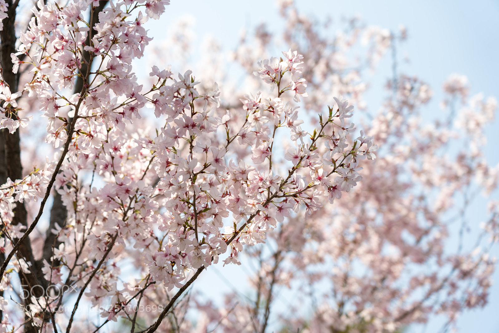 Sony a7R III sample photo. Cherry blossoms photography