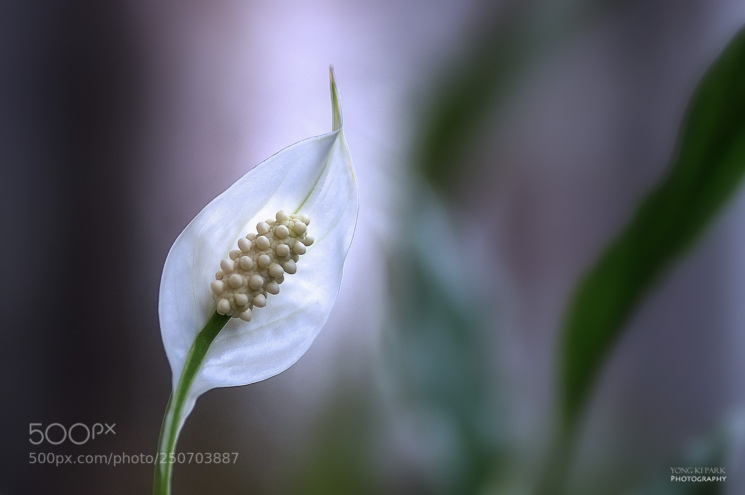 Pentax K-3 sample photo. Spring dream-3 photography