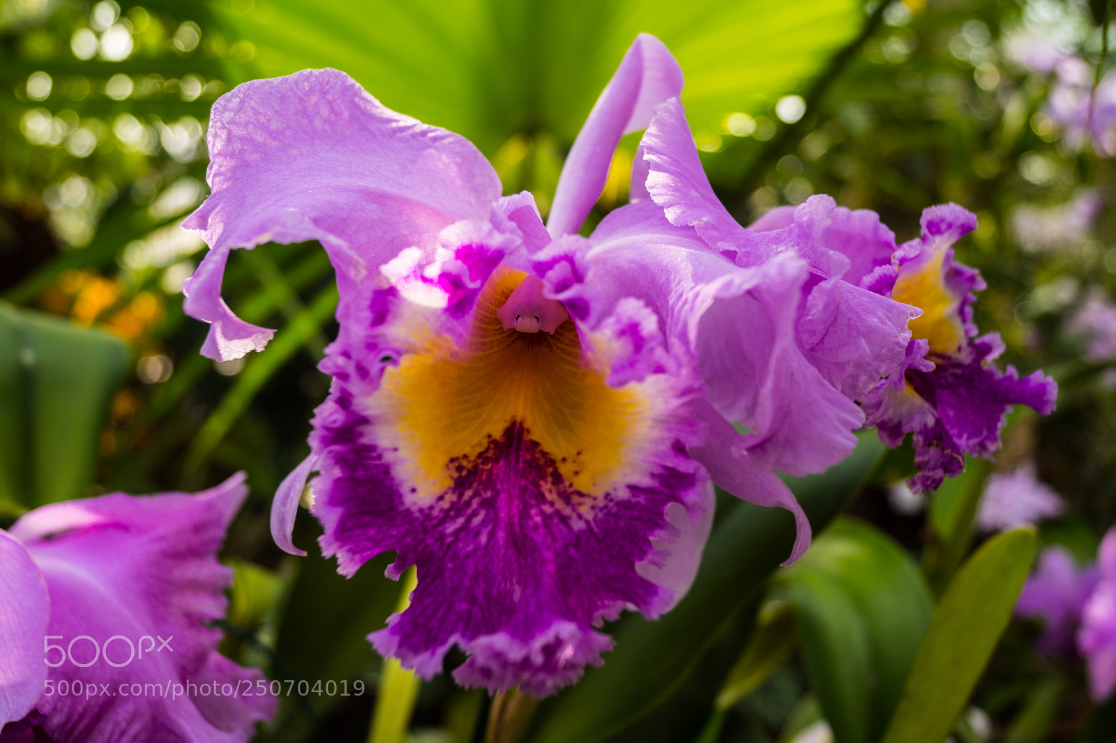 Sony SLT-A68 sample photo. Orchideen photography