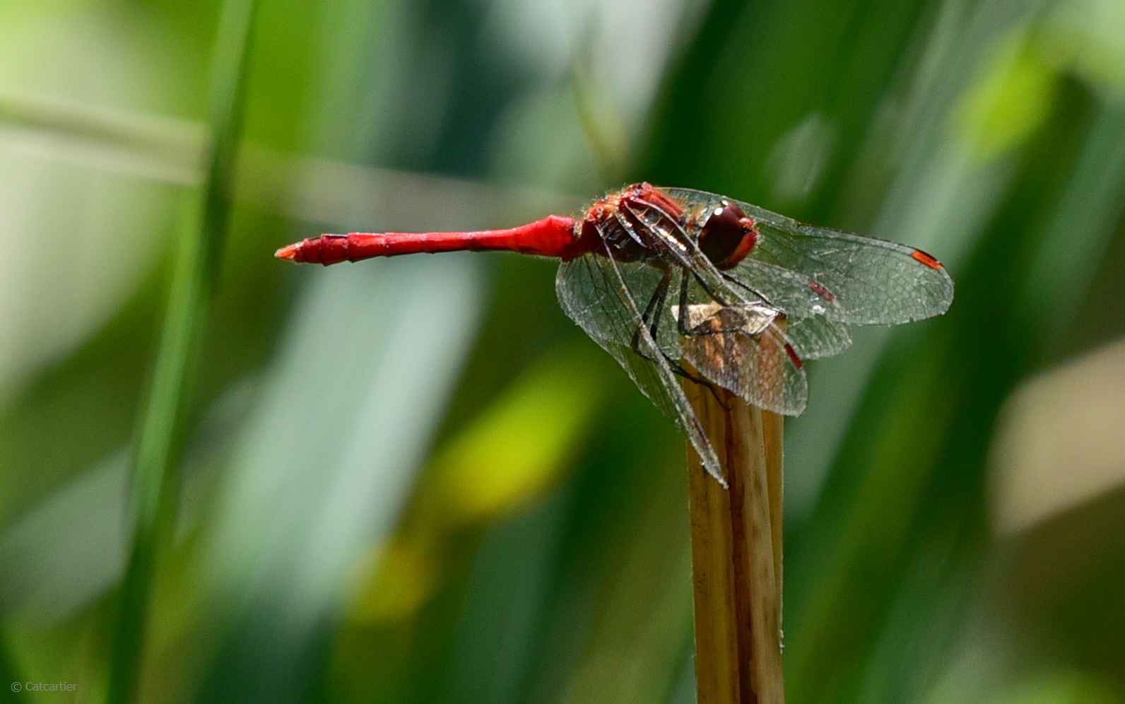 Nikon D750 + Nikon Nikkor AF-S 300mm F4E PF ED VR sample photo. Petite pause photography