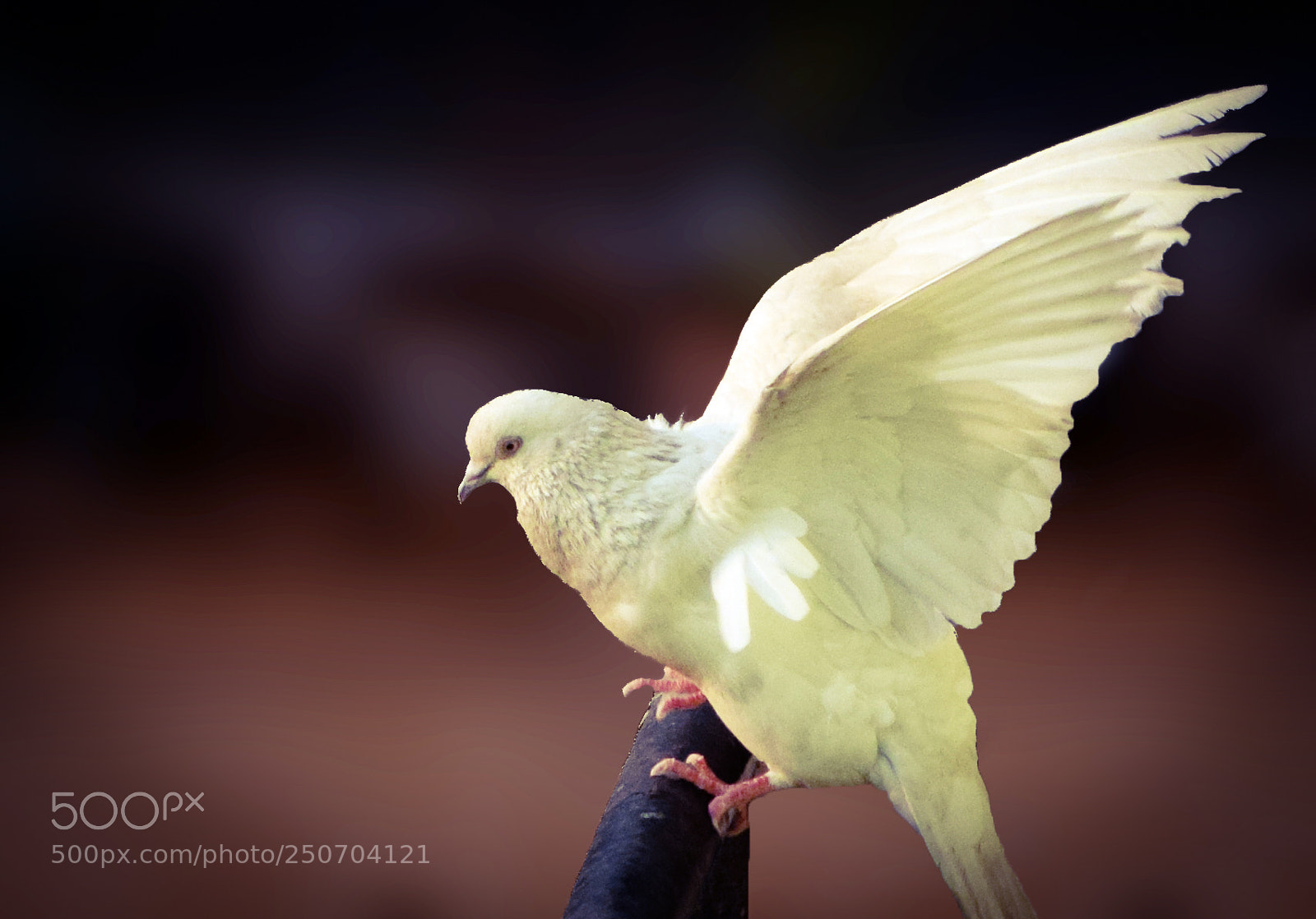 Nikon D5300 sample photo. Untitled photography