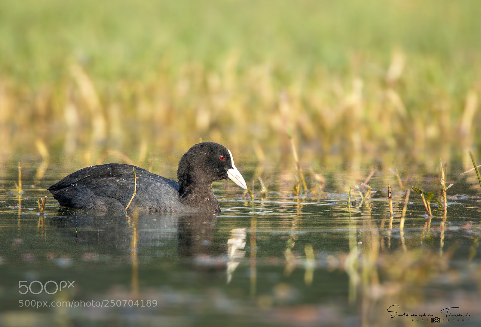 Canon EOS 70D sample photo. Common coot... photography