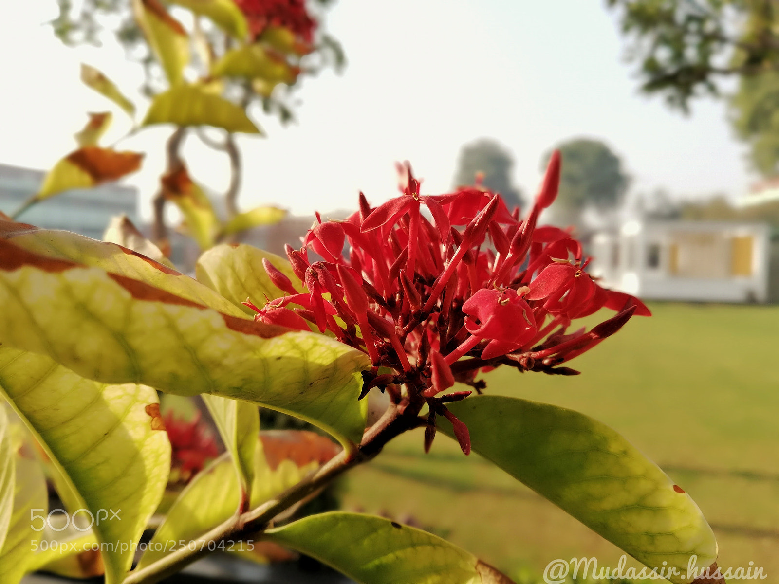 HUAWEI Mate 10 Lite sample photo. Blooming flower photography