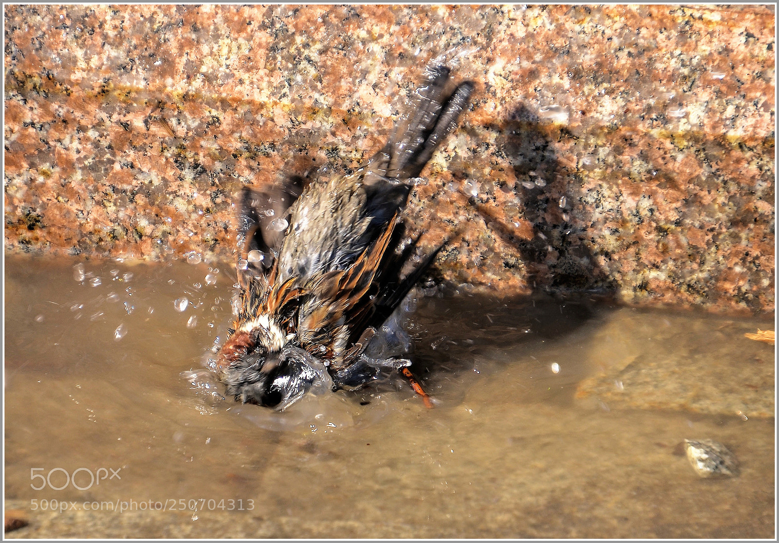 Nikon D7000 sample photo. .... Водные процедуры ..... photography