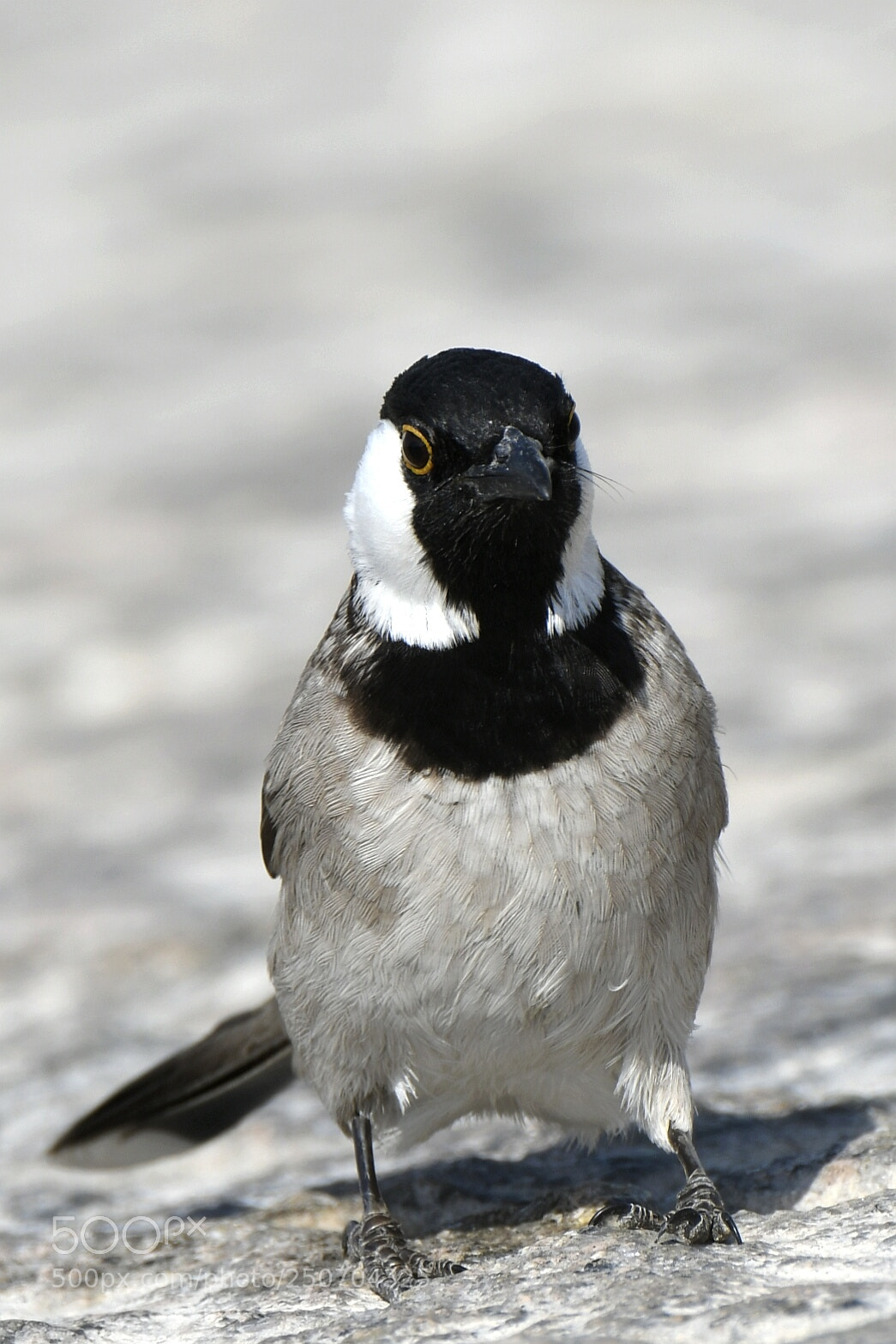 Nikon AF-S Nikkor 200-500mm F5.6E ED VR sample photo. White-eared bulbul photography