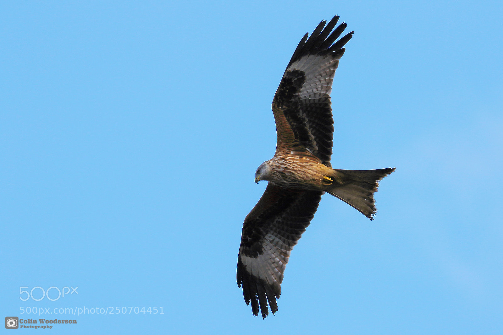 Canon EOS 7D Mark II sample photo. Red kite photography