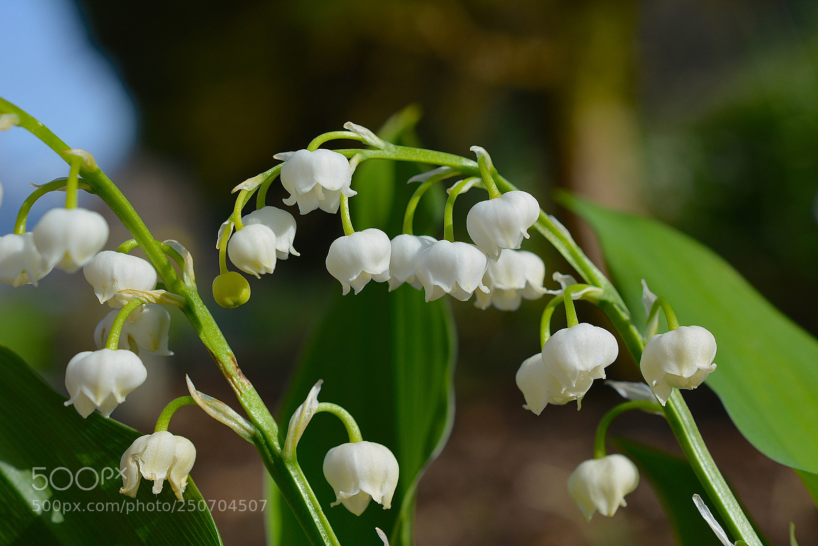 Nikon D5200 sample photo. Schneeglöggli photography