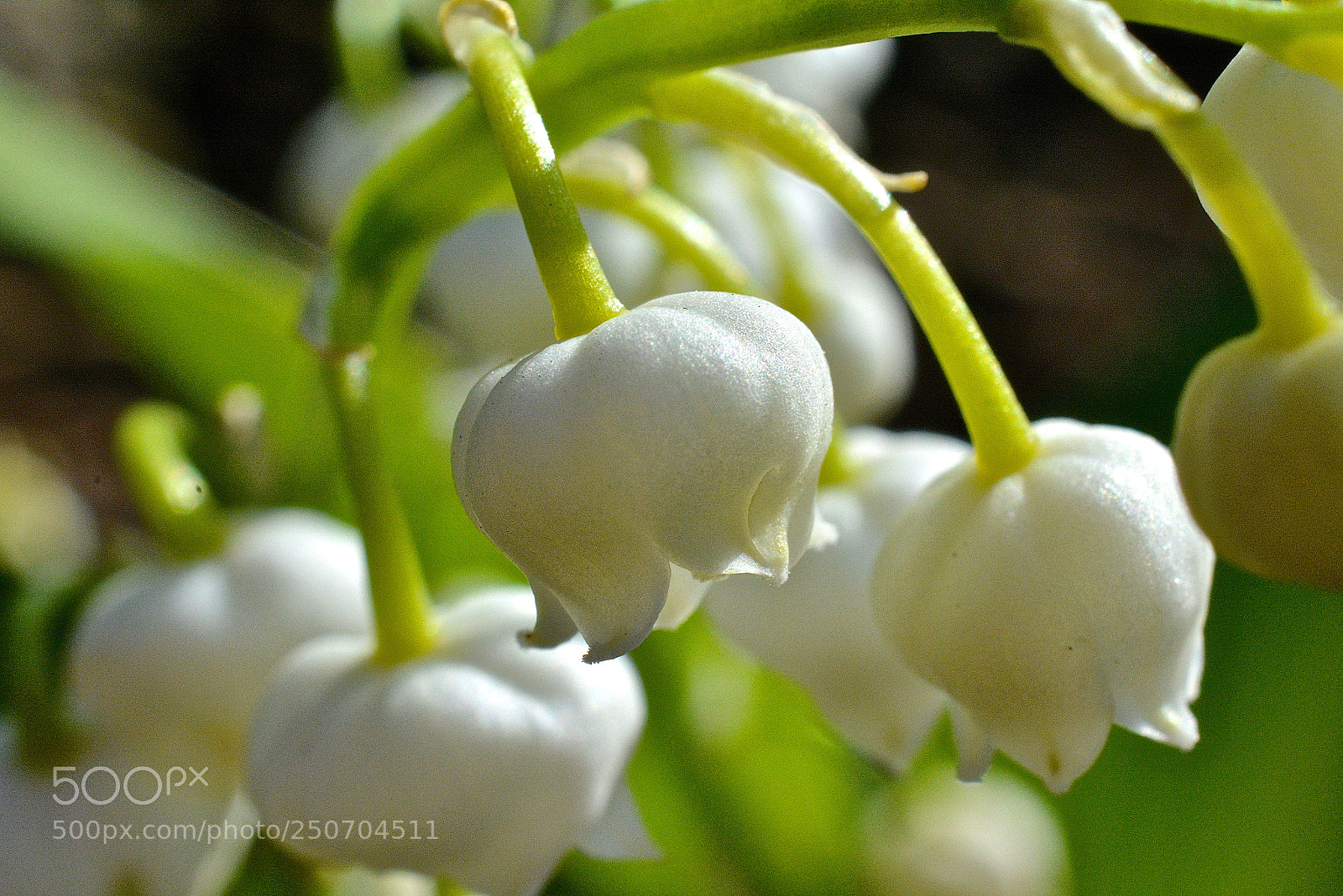 Nikon D5200 sample photo. Schneeglöggli photography