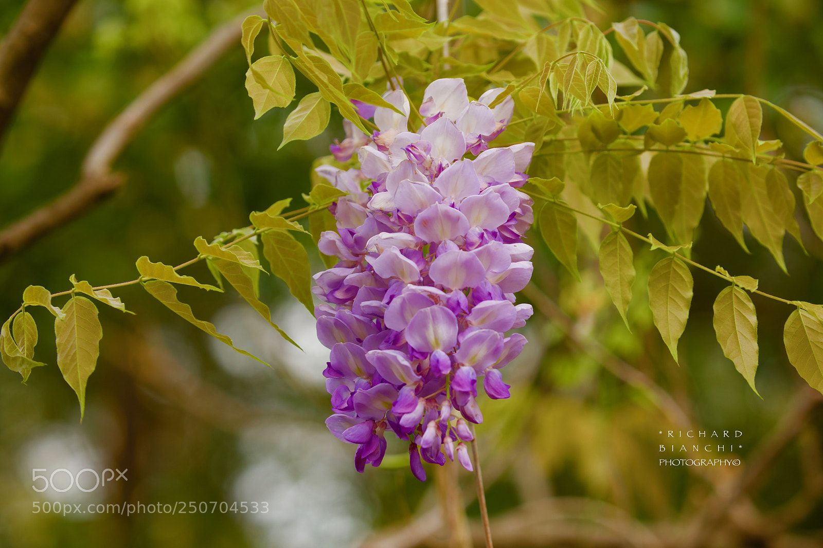 Canon EOS 5D Mark IV sample photo. *~*\ photography