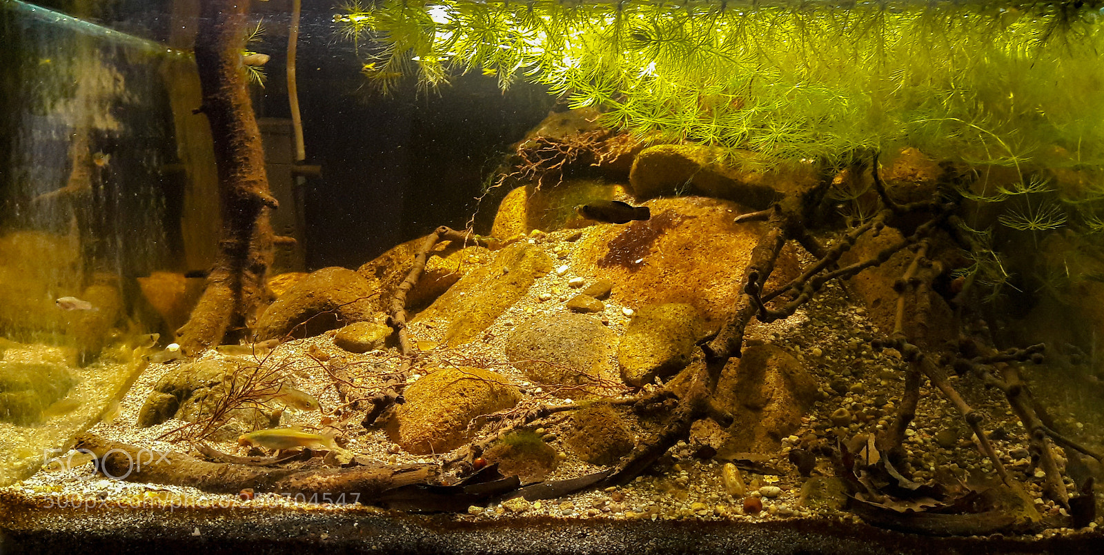 Samsung Galaxy J7 sample photo. Biotope aquarium photography