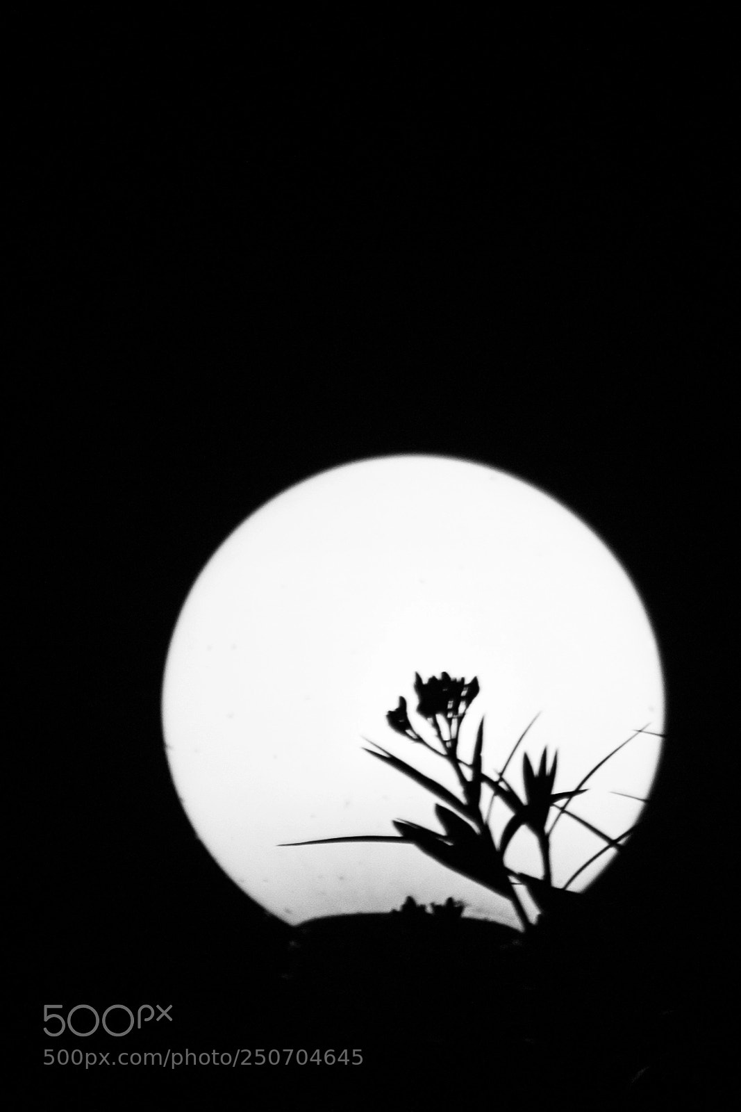 Nikon D3100 sample photo. Silueta en la luna photography