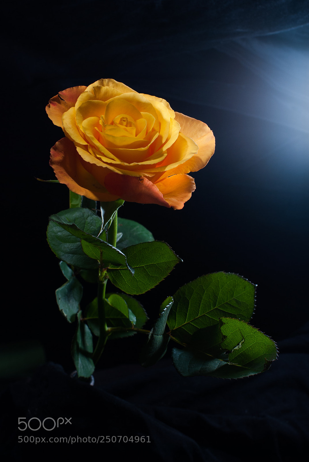 Nikon D80 sample photo. Star photography