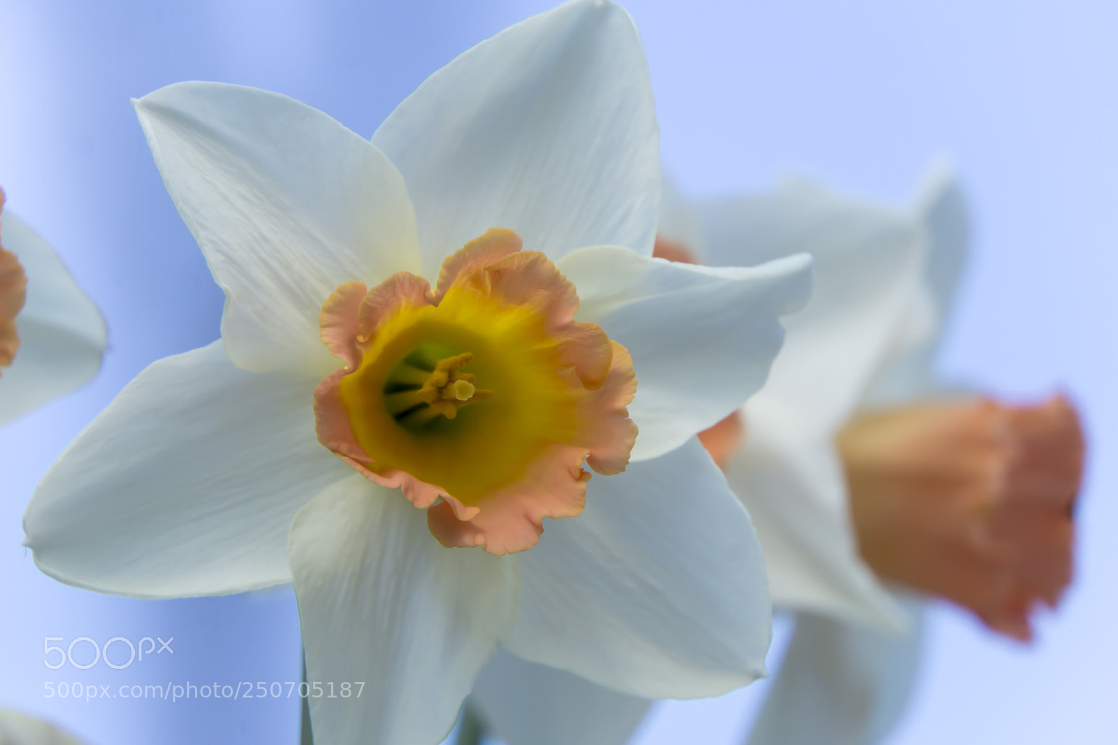 Sony a6000 sample photo. White daffodil photography