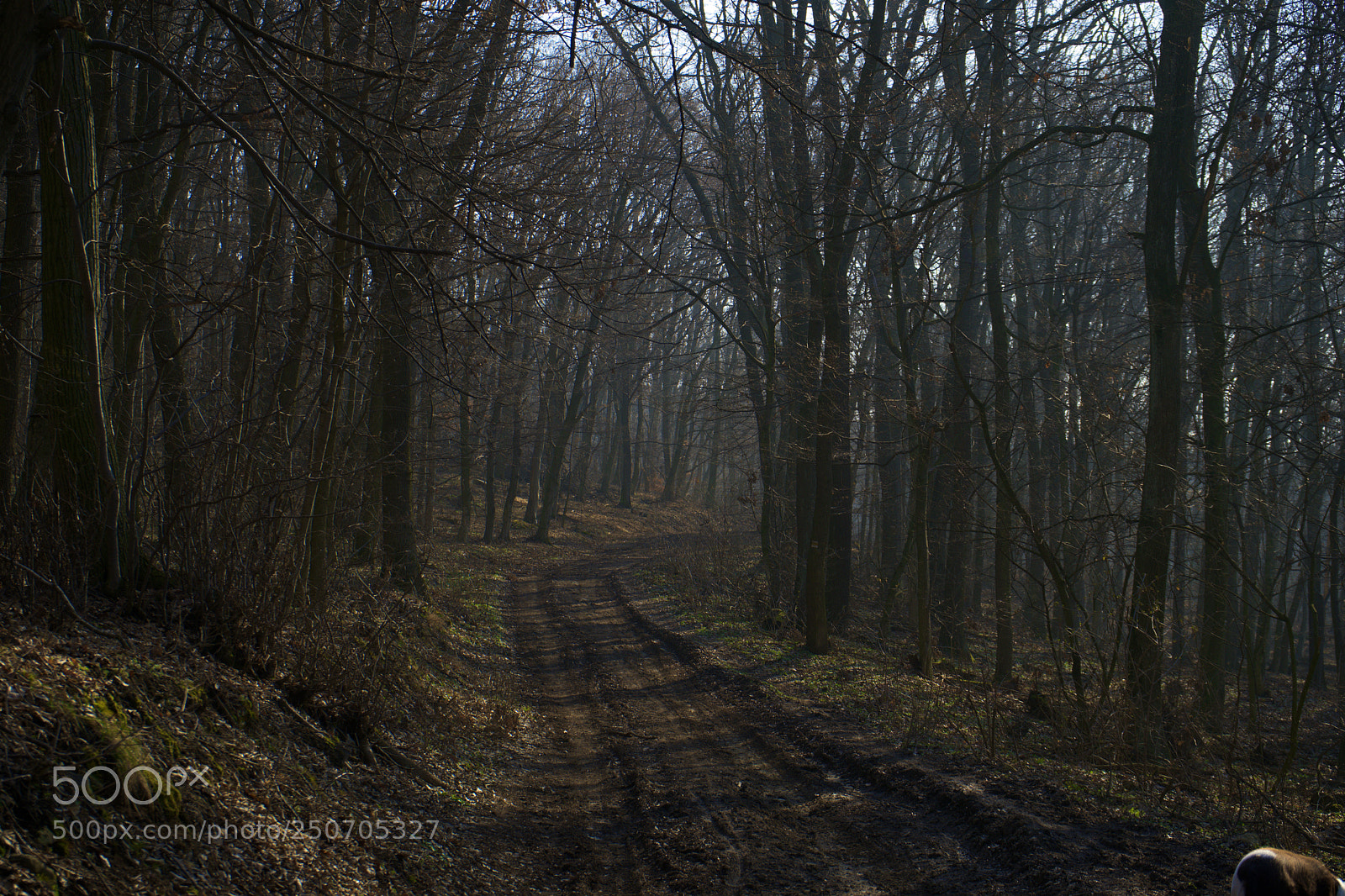 Sony a7 sample photo. Road into forest photography