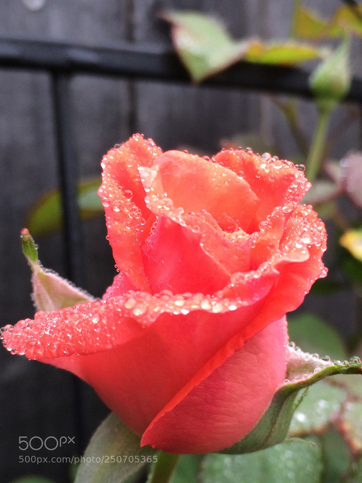 Apple iPhone 5s sample photo. Raindrop rose photography