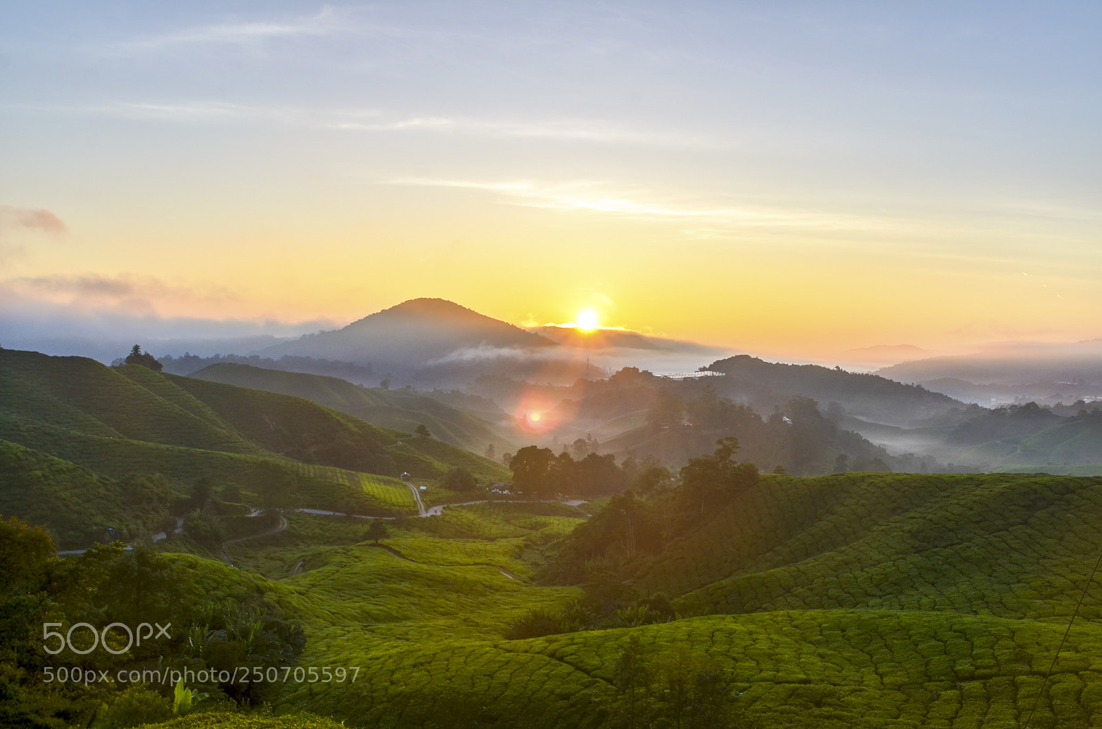 Nikon D7000 sample photo. Golden sunrise at tea photography