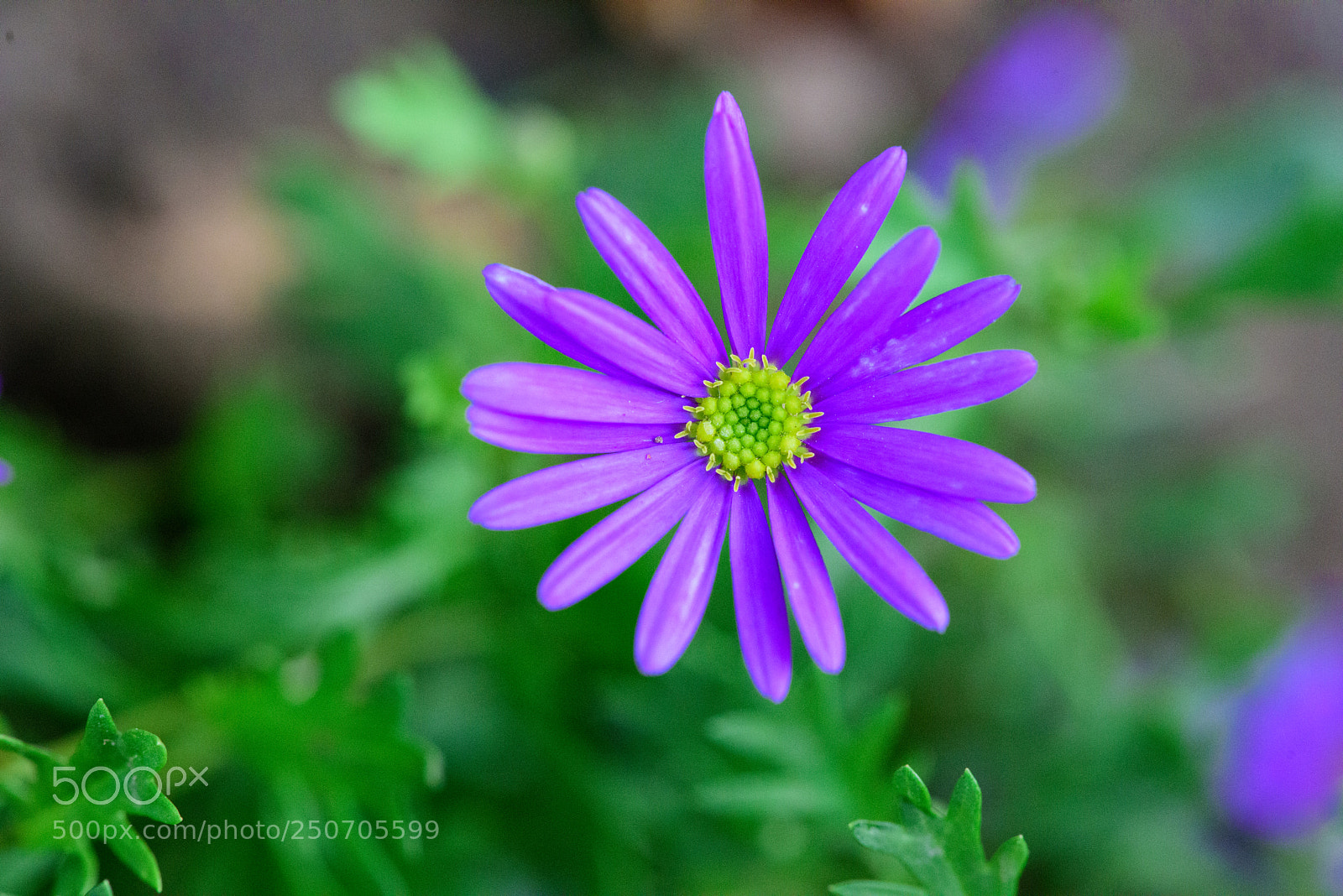 Nikon D810 sample photo. Purple flower photography