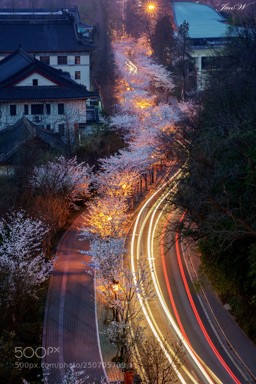 Nikon D800 sample photo. 鸡鸣夜樱 photography