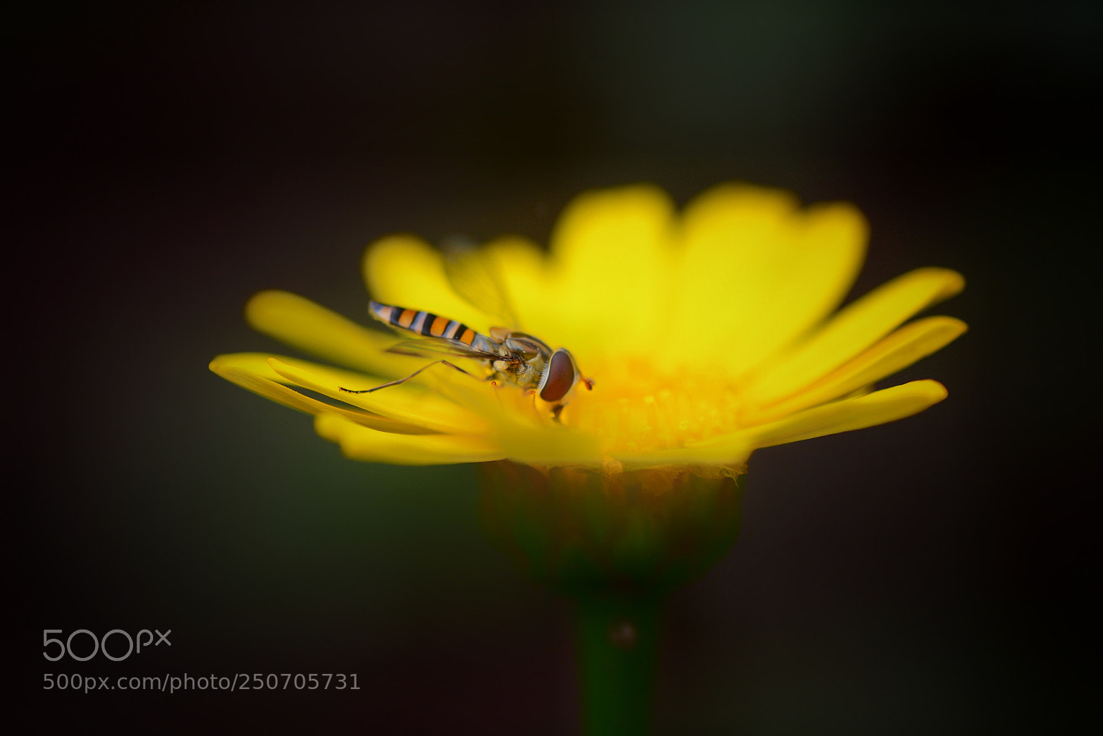 Nikon D7100 sample photo. Floral art and bee photography