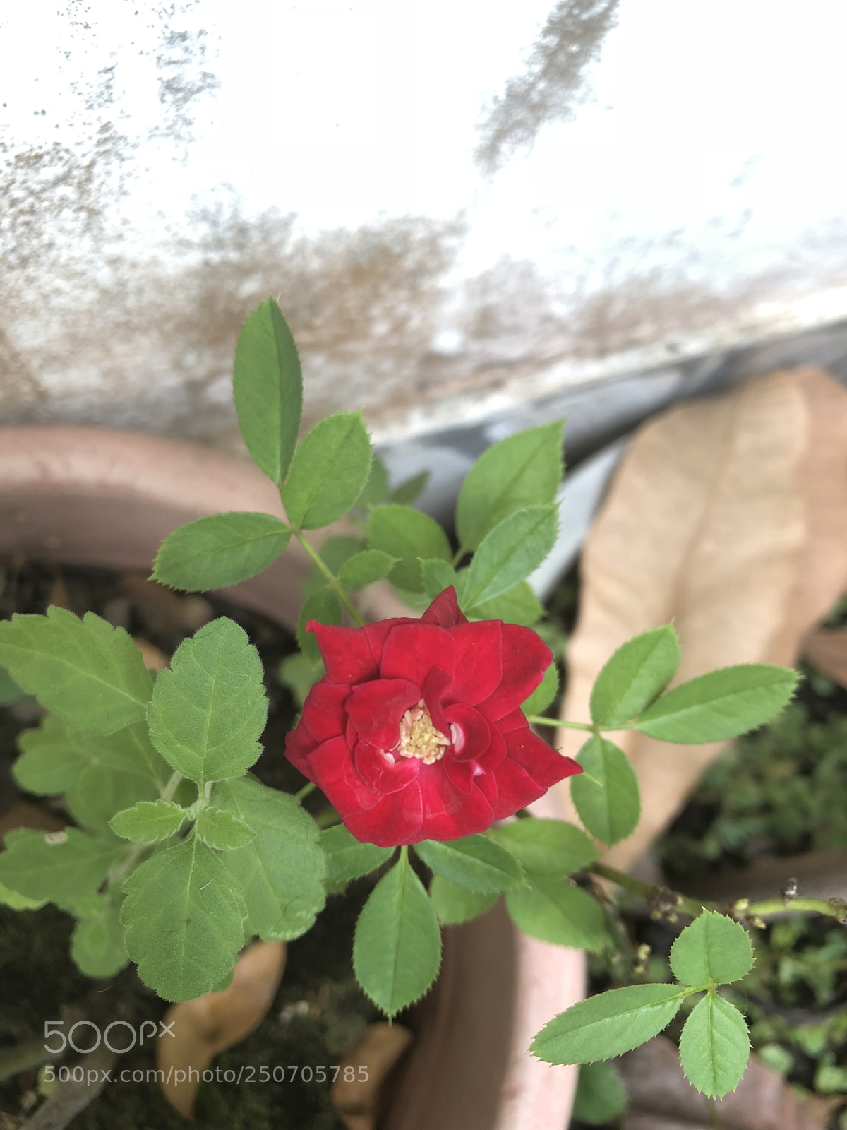Apple iPhone 8 Plus sample photo. Untitled photography
