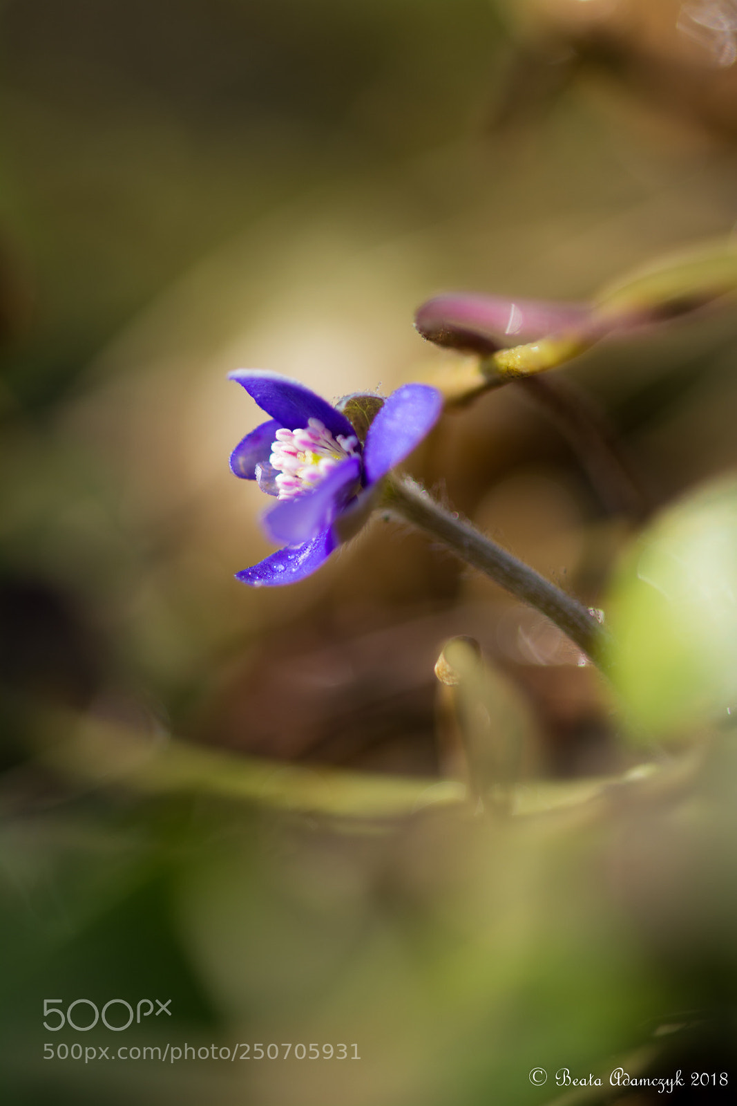 Nikon D5200 sample photo. Nature photography
