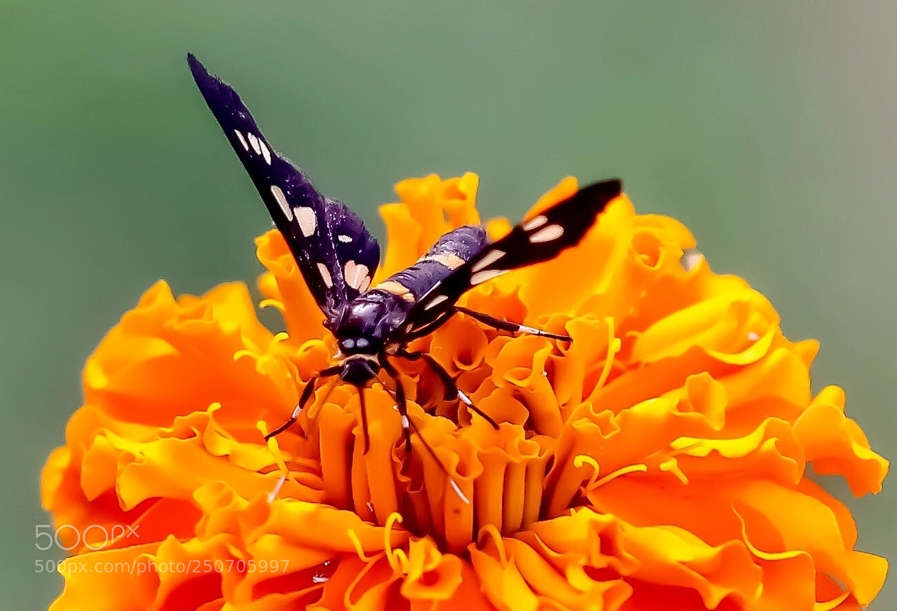 Canon EOS 80D sample photo. Yellow belted burnet photography
