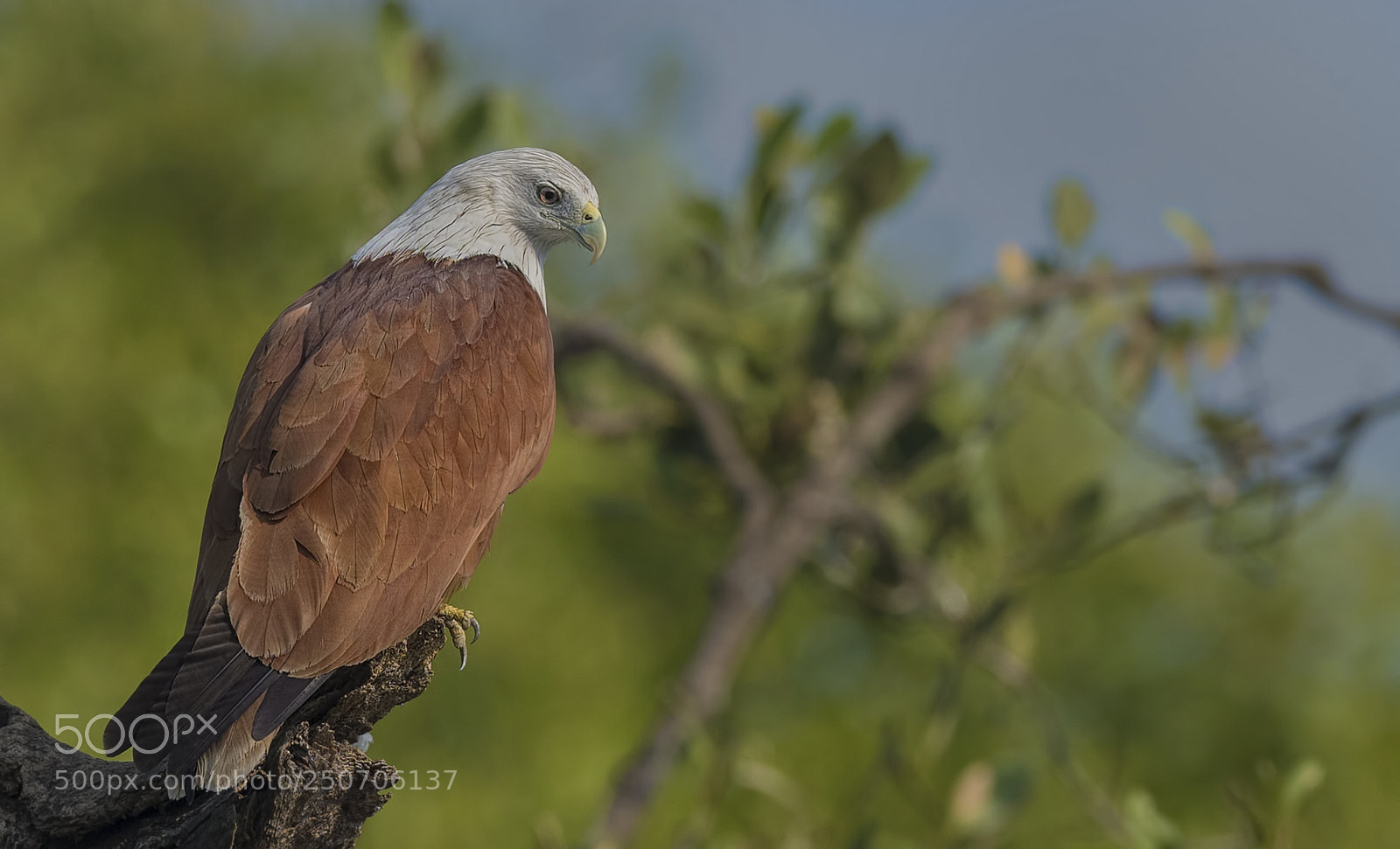 Nikon D500 sample photo. Brahminy kite photography