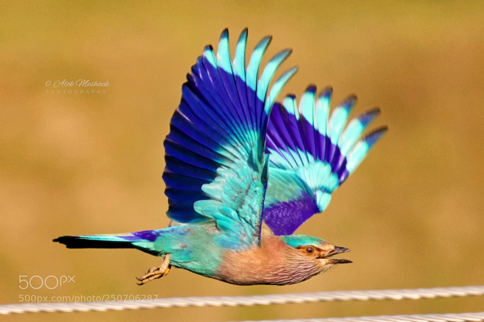 Canon EOS 80D sample photo. Indian roller photography